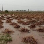 અમરેલીમાં વાતાવરણ પલટાયું: બગસરમાં કરા સાથે વરસાદ, અનેક વિસ્તારોમાં માવઠું