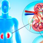 કિડનીના સ્વાસ્થ્ય માટે ક્રિએટિનાઇન સામાન્ય રહે તે મહત્વપૂર્ણ છે, તે શા માટે વધે છે કે ઘટે છે?